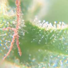 Image de révision - Alaskan Diesel Auto Feminised Seeds - 3