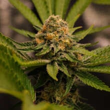 Review Image - Gelat.OG Feminised Seeds - 5