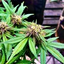 Review Image - Blackberry Kush Auto Feminised Seeds - 3