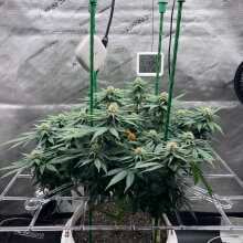 Image de révision - Super Skunk Feminised Seeds - 5