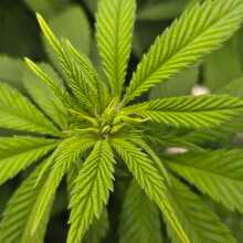 Review Image - L.A. Peyote Kush Feminised Seeds - 1
