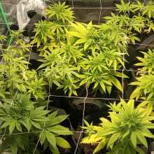 Review Image - Sweet Cherry Pie Feminised Seeds - 3