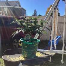 Image de révision - Purple Lemonade FAST Feminised Seeds - 1