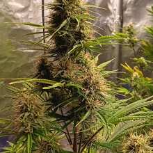 Review Image - Northern Lights Auto Feminised Seeds - 3