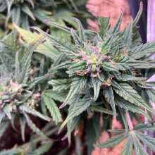 Image de révision - White Widow Auto Feminised Seeds - 5