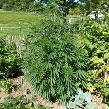 Review Image - Shaman Feminised Seeds - 3