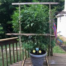 Review Image - White Widow Feminised Seeds - 5