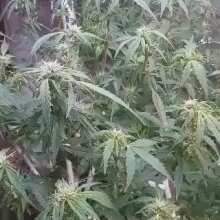 Review Video - Brooklyn Sunrise Auto Feminised Seeds - 3