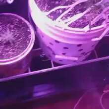 Review Video - Brooklyn Sunrise Auto Feminised Seeds - 3