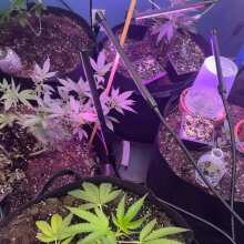 Review Video - Chocolate Haze Feminised Seeds - 3