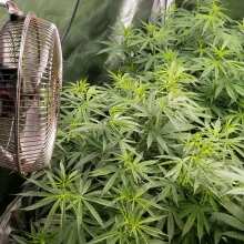 Review Video - Doctor Seedsman CBD 30:1 Feminised Seeds - 3