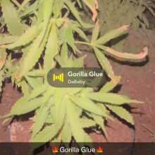 Vidéo de révision - Gorilla Cookies Auto Feminised Seeds
