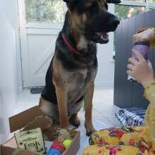 Review Image - Kong Dog Toy Birthday Box