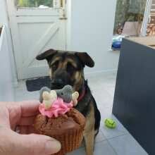 Review Image - Barking Bakery Iced Woofin Cupcake