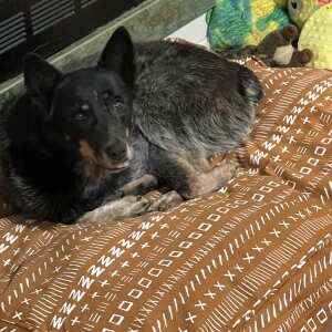 Molly Mutt Royals Dog Duvet (Small)