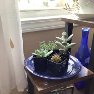 Succulents Depot 5 star review on 1st March 2024