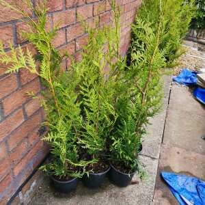 Beechwood nurseries Really good quality shrubs at reasonable prices 5 star review on 30th June 2022