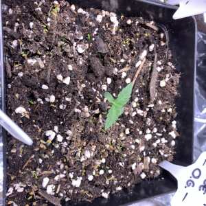 WeedSeedsExpress 5 star review on 4th May 2024