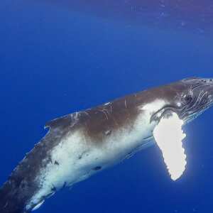 Humpback Swims 5 star review on 1st November 2022