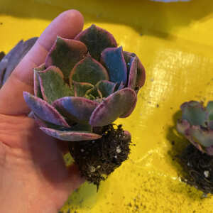 Succulents Depot 5 star review on 1st October 2023