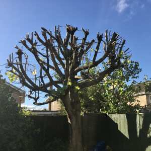 Bardsey Tree Services 5 star review on 4th November 2021