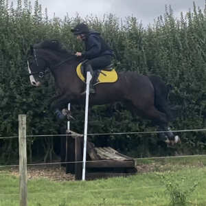 Equiflair Saddlery 5 star review on 19th August 2021