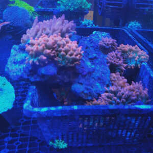 Kraken Corals 5 star review on 1st August 2023