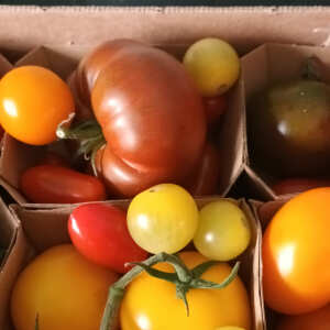 Isle of Wight Tomatoes 5 star review on 29th July 2023