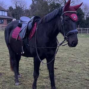 Equiflair Saddlery 5 star review on 21st January 2022