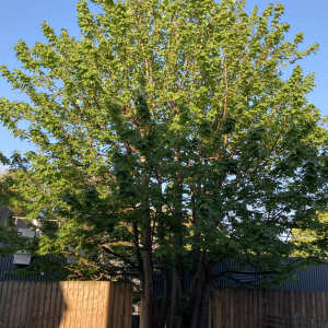 Bardsey Tree Services 5 star review on 19th May 2022