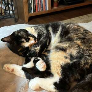 Cat spot cat sales litter