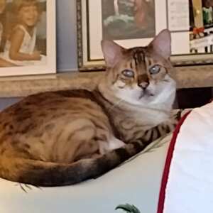 Cat spot cat sales litter