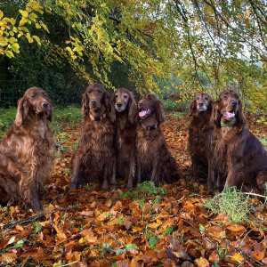 Naturo dog food hot sale good or bad