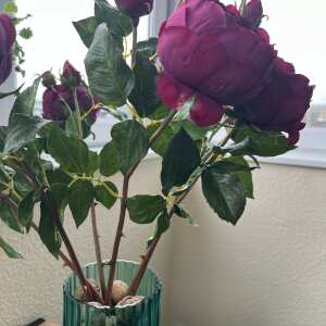 Review Image - Artificial Burgundy English Rose 6 stems for the price of 5