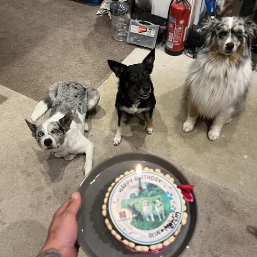 I absolutely love postman pooch and so do my dogs. They loved their birthday cake. Thank you so much. 