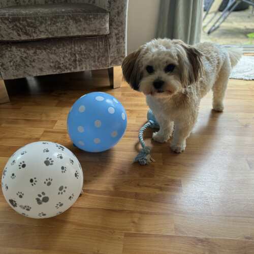 Thank you for my pups first birthday box! It had all I needed and the balloons with paws are just so cute! Highly recommend 