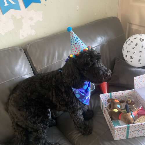 My little dog loved it! The box contained everything we needed to celebrate his birthday and he was super excited to open it and see it was all for him! I thought it was good value for money too 