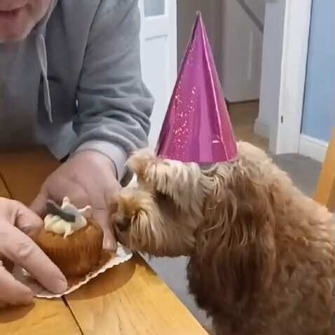 Absolutely loved our dog birthday box! Our dog was very excited, loved her pupcake and cheesy popcorn!  