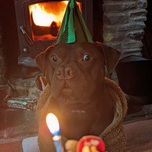 Dog Birthday Box Boys Dog Birthday Present Dog Birthday Gift
