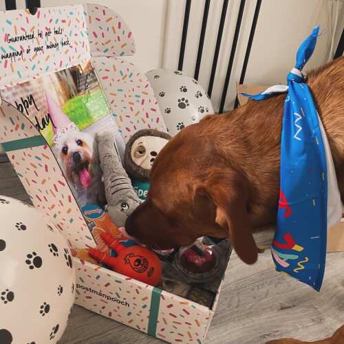 Thank you for my order! You made my 1 year old puppy the happiest with your box of goodies and a gorgeous birthday cake with his face! 