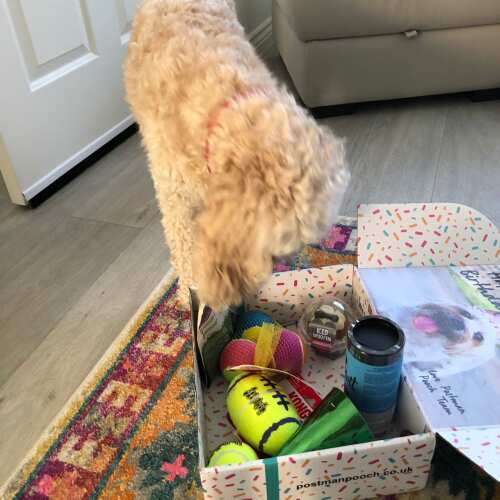Great birthday present for my mum’s doggy, good choice of toys, squeaky balls and treats. Lovely presentation and nice tough with photo of breed type and hand written note with doggy’s name on it. 