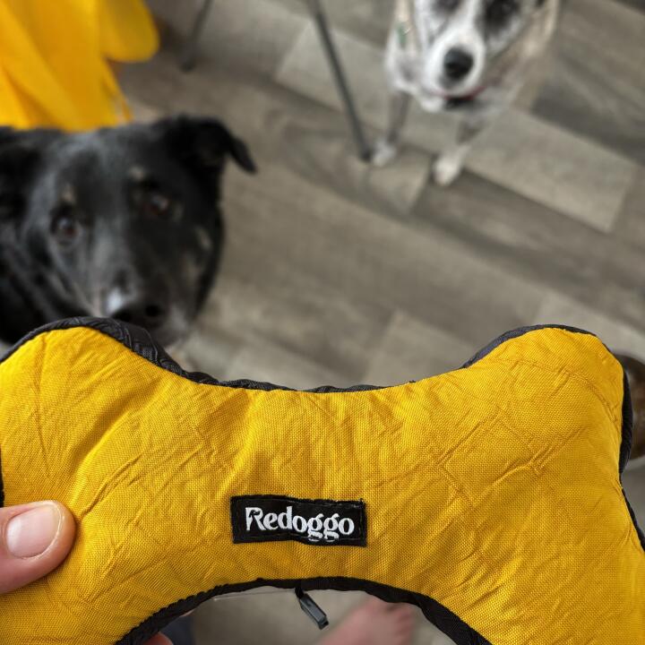 Redoggo GmbH 5 star review on 13th August 2024