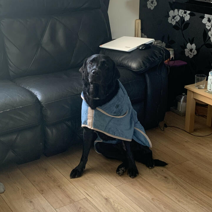 Lords & Labradors 5 star review on 26th May 2020