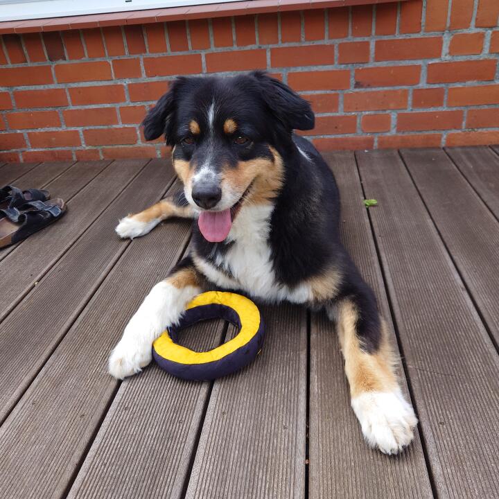 Redoggo GmbH 5 star review on 30th July 2024