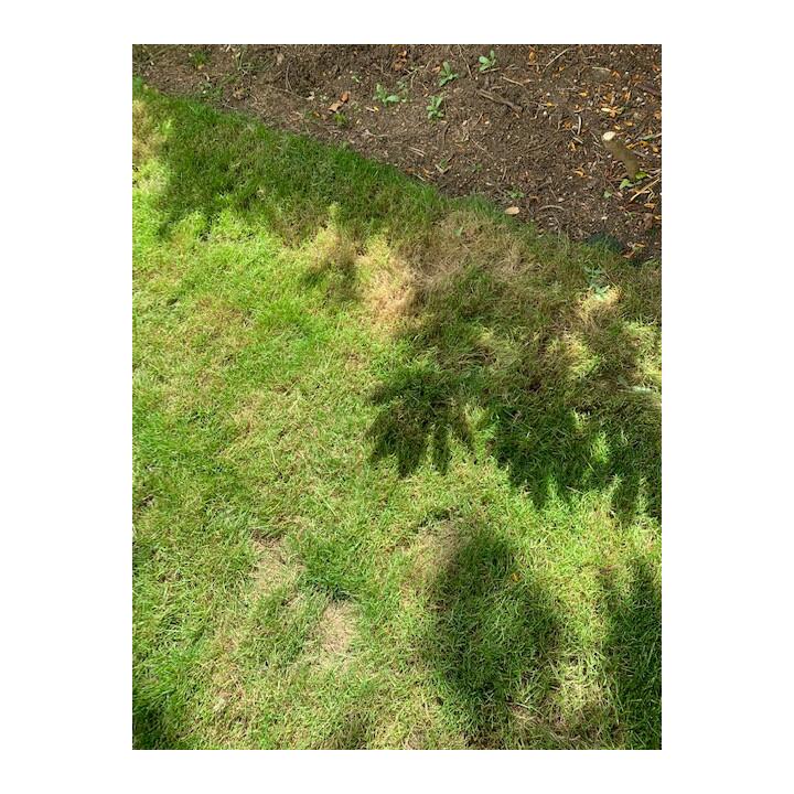 the lawn turf laying company 1 star review on 11th July 2020