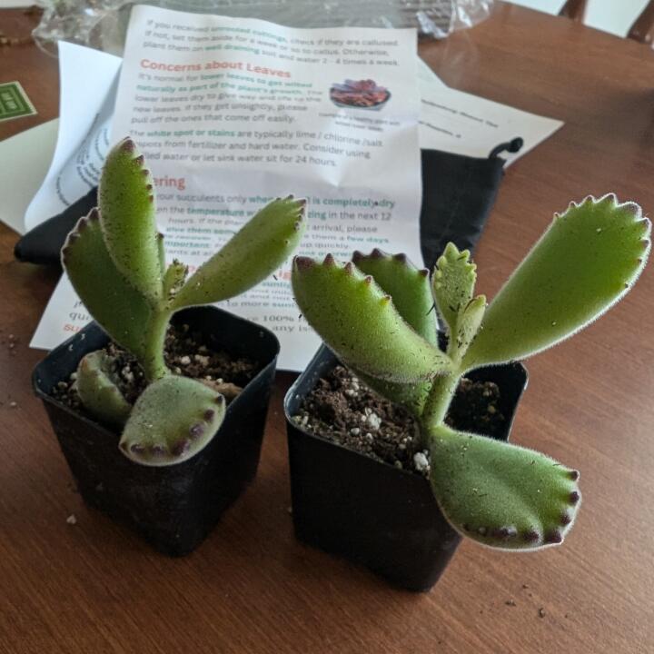 Succulents Depot 5 star review on 26th June 2024