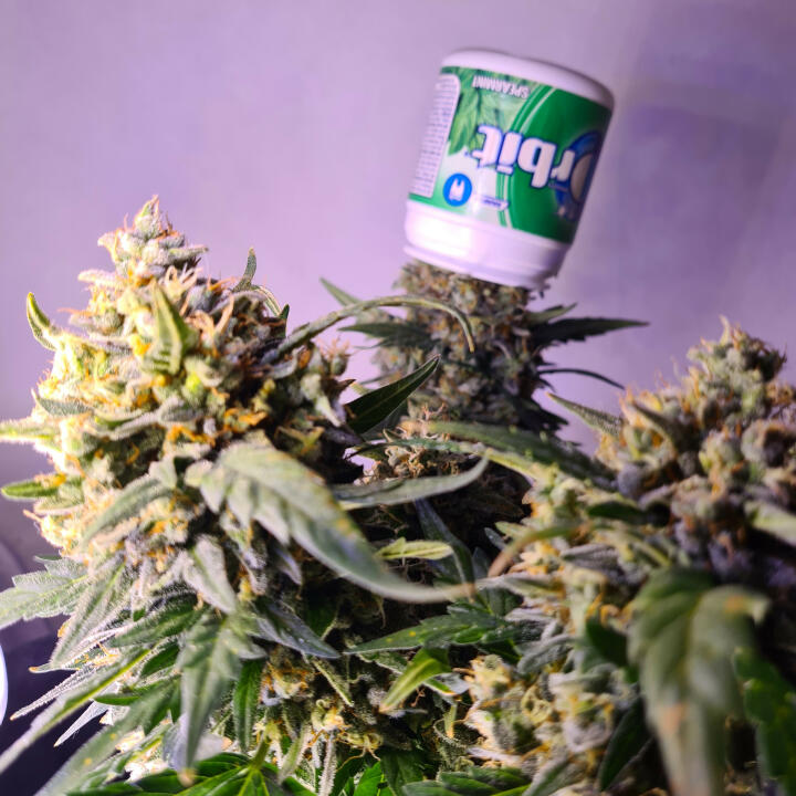 High Supplies Cannabis Seeds Shop 5 star review on 9th December 2021