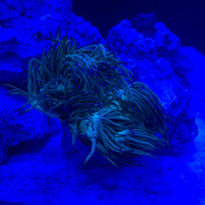Kraken Corals 5 star review on 7th August 2021