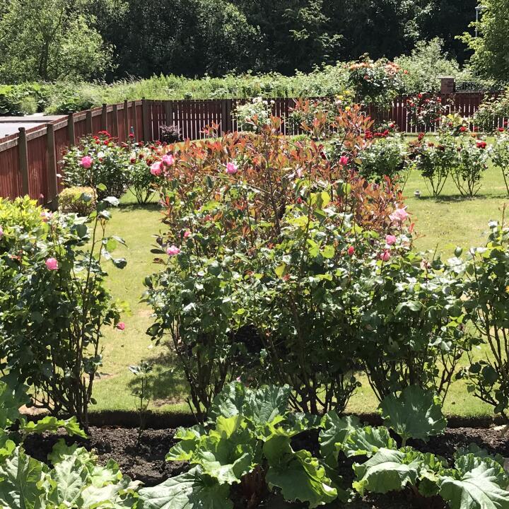 Harrod Horticultural 5 star review on 26th July 2018