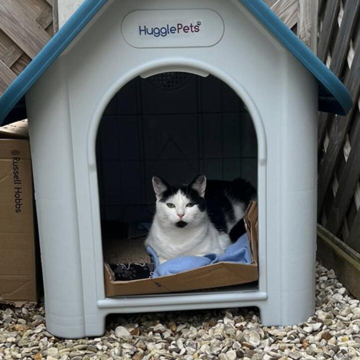HugglePets 5 star review on 8th August 2022